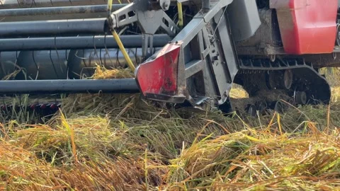 The front cutting assembly captures rice stems during harvesting movement across Stock Footage 336259339