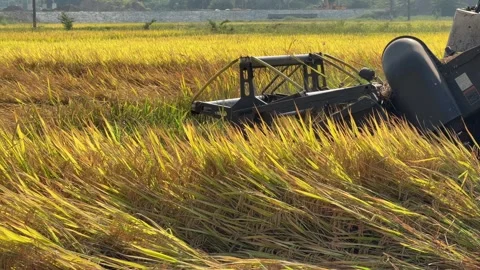 The front cutting unit of a combine harvester processes rice plants during movem Stock Footage 338000824