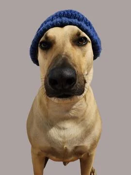 Front dog with hat on head Stock Photos