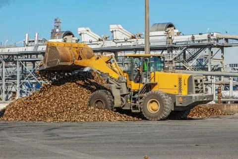 Front-end loader in action on the loading of sugar beet at a sugar factory Stock Photos