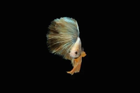 Front face view angle of golden halfmoon grizzle betta siamese fighting fish Stock Photos