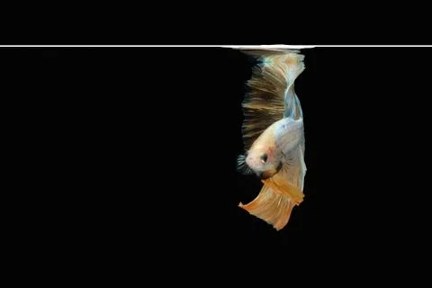 Front face view angle of golden halfmoon grizzle betta siamese fighting fish Foto stock