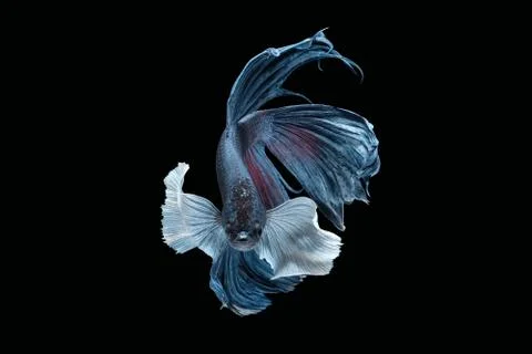 Front face view angle of grey dumbo big ear halfmoon betta fish siamese Stock Photos