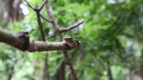 Front face view of a female oriental garden lizard Video stock 217474777