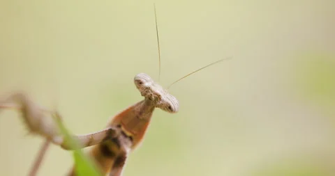 Front-facing Brown Praying Mantis looking down lens; slow motion morning pseudo Stock Footage 339011460