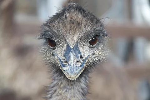 Front-facing close-up portrait of an emu with intense brown eyes and textured Stock Photos