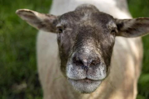Front-facing close-up of a sheep with a calm expression standing on green grass Stock Photos