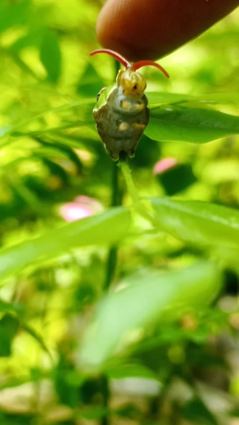 Front-facing Common Mormon caterpillar extending Osmeterium  Papilio polytes Stock Footage 342939122