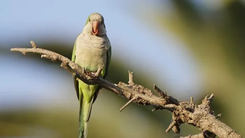 A front facing fierce monk parakeet, myiopsitta monachus, perched on spiky Video stock 166441976