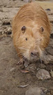 Front Facing Nutria Portrait Stock Photos