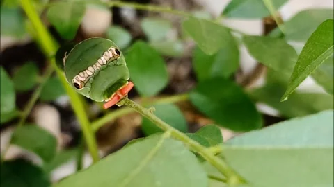 Front-facing Osmeterium of a Common Mormon butterfly caterpillar - Papilio Stock Footage 341412550