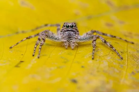 Front-Facing Phaeacius Spider with Intense Gaze Stock Photos
