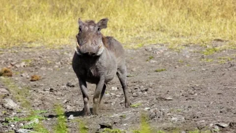 Front facing shot. Warthog looking at the camera. Stock Footage 130950442