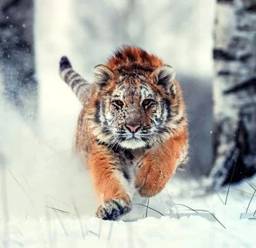 Front-facing tiger running in the middle of snow forest Fotos de archivo