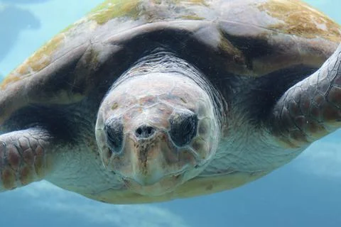 Front facing turtle closeup 스톡 사진