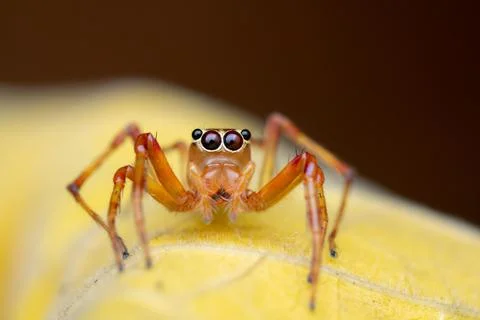 Front-Facing View of Jumping Spider (Parabathippus sp.) Stock Photos