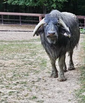 Front-facing view of a muddy water buffalo standing on dry, patchy ground Stock Photos