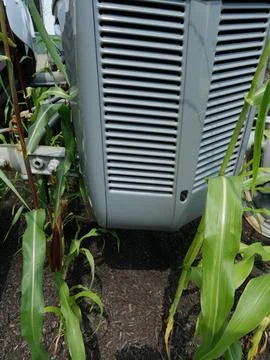 Front of farming tractor with corn growing in front of vertical photo Photos