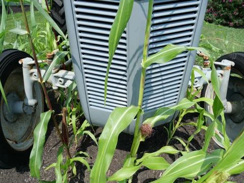 Front of farming tractor with corn growing in front of Photos