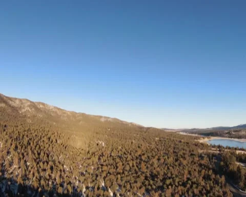 Front Flips Above the Trees Stock Footage 221044468