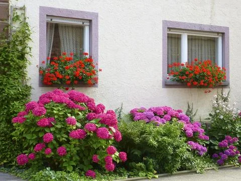 Front garden with hydrangeas and geraniums by the window Stock Photos