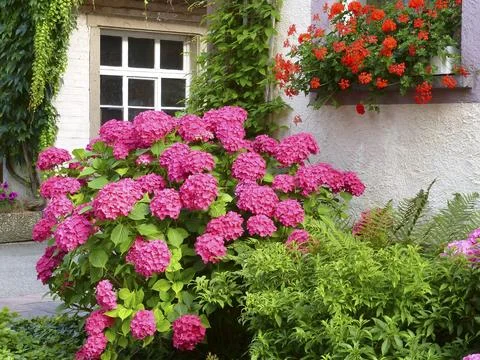 Front garden with hydrangeas and geraniums by the window Stock Photos