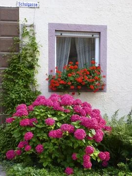 Front garden with hydrangeas and geraniums by the window Stock Photos