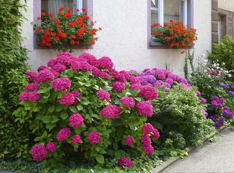 Front garden with hydrangeas and geraniums by the window Stock Photos