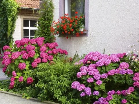 Front garden with hydrangeas and geraniums by the window Stock Photos