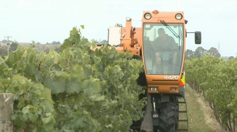 Front grape harvester Stock Footage 345542