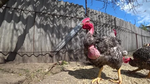 In front is a gray rooster with a bare neck. Vídeos de archivo 246527950