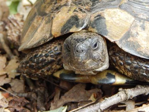 Front head closeup of forest turtle (Testudo hermanni) Stock Photos