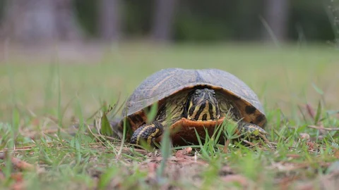 Front head view of box turtle in grass Stock Footage 128975172