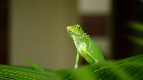 Front head view of green iguana close up Stock Footage 273498436