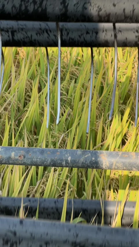 The front header moves through standing rice plants while cutting stems during Stock Footage 334854035