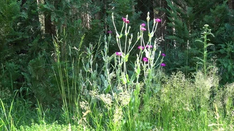 Front home garden featuring different greenery including green plants. Stock Footage 111994806