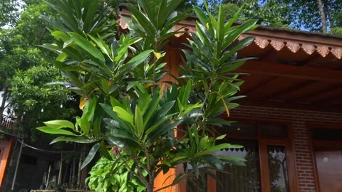 Front House Green Leaf Stock Footage 235638490