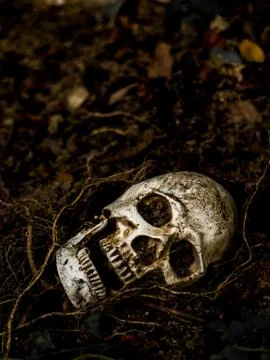 In front of human skull buried in the soil with the roots of the tree Stock Photos