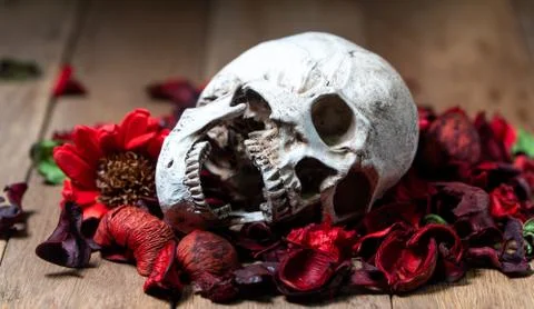 In front of human skull placed on red dried flowers on the wooden background. Stock Photos