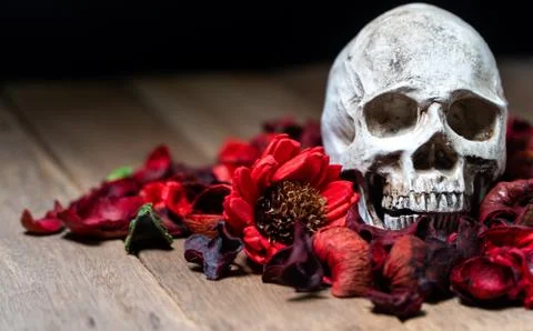 In front of human skull placed on red dried flowers on the wooden background. Stock Photos
