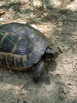 Front of a land tortoise close up in the forest in sunlight Stock Photos