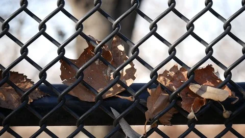 Front Leaves On Gate Stock Footage 122486597