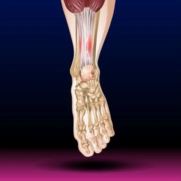 Front Leg Bone &amp; Muscle Stock Illustration