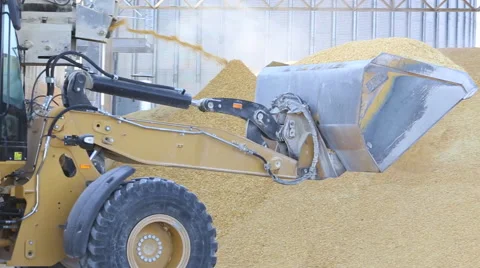 Front Loader Processing Corn Stock Footage 52224627