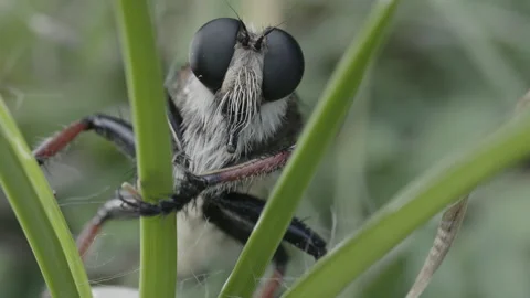 Front macro portrait of a robber fly with subtle background leg movement Stock Footage 346723315