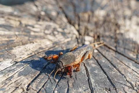 Front macro view of a mole cricket showcasing its powerful digging claws on.. Stock Photos