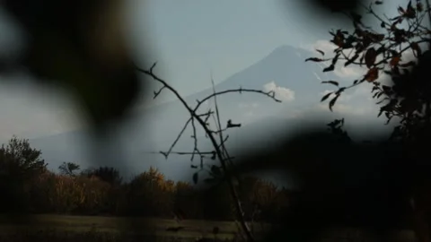 In front of the mountain are trees 1 Stock Footage 316178708