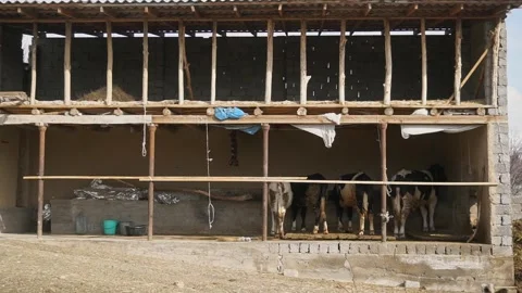 In front of the open barn, cattle lie. Stock Footage 310293277