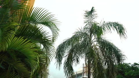 The front of the palm trees. Grey sky with clouds Stock Footage 168153640