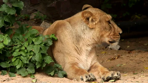 The front part of a lioness, calm lying behind the bush on dark background. Stock Footage 46287929